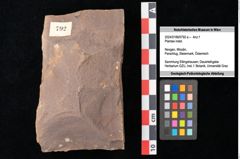Foto (Objekt + Etikett) von Plantae indet. (NHMW-GEO-2024-0188-0792a)